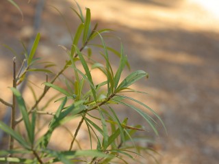 HADY3045.JPG