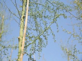 HADY1260.JPG