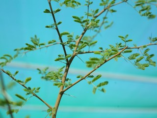 HADY0683.JPG