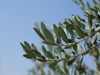 HADY1103.JPG